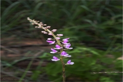 Diplocentrum recurvum